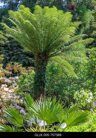 Tree fern (Cyatheales), Trelissick Garden, Feock, Cornwall, England, Great Britain-stock-foto