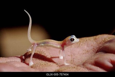 Web-footed Gecko Palmatogecko) on the palm of a hand, Namib Desert near Swakopmund, Namibia, Africa-stock-foto