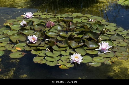 Pond with water lilies, Westfalenpark, Dortmund, Ruhrgebiet region, North Rhine-Westphalia, Germany, Europe-stock-foto
