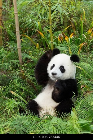 Giant Panda (Ailuropoda melanoleuca), two years, China Conservation and Research Centre for the Giant Panda, Chengdu, Sichuan, China-stock-foto