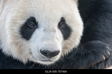 Giant Panda (Ailuropoda melanoleuca), adult, China Conservation and Research Centre for the Giant Panda, Chengdu, Sichuan, China-stock-foto