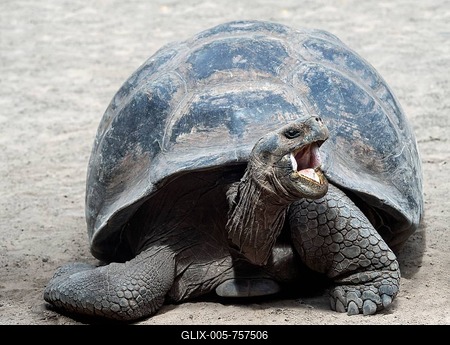Galapagos giant tortoise (Chelonoidis nigra ssp), Isabela Island, Galapagos Islands, Ecuador-stock-foto