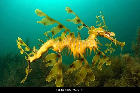 Leafy seadragon (Phycodurus eques) in the sargasso weed (sargassum) under the Kingscote Pier, Kangaroo Island, Australia-stock-foto
