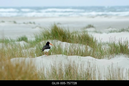 Oystercatcher (Haematopus ostralegus) standing on a dune at a beach, Juist, East Frisian Islands, East Frisia, Lower Saxony, Germany-stock-foto