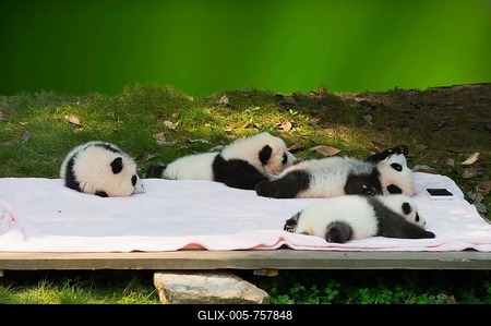 Giant Pandas (Ailuropoda melanoleuca), cubs in the Chengdu Giant Panda Breeding Centre, China Conservation and Research Centre for the Giant Panda, Chengdu, Sichuan, China-stock-foto