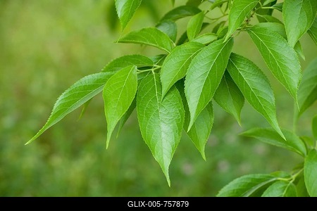 Hardy Rubber Tree (Eucommia ulmoides), leaves, native to central China, Thuringia, Germany-stock-foto