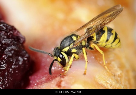 German or European Wasp (Vespula germanica) nibbling cake-stock-foto