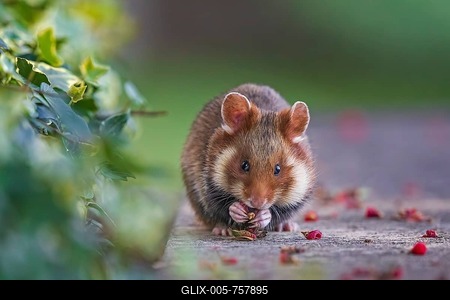 European hamster (Cricetus cricetus) eating yew fruit, Austria-stock-foto