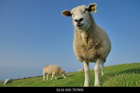 Sheep (Ovis aries) on a dike, Pellworm, North Frisia, Schleswig-Holstein, Germany-stock-foto