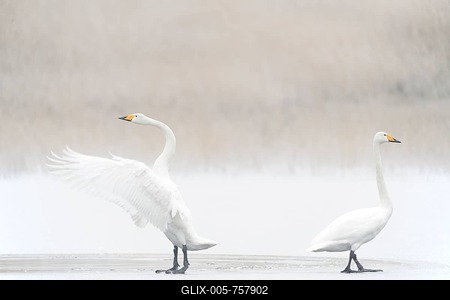 Whooper Swans (Cygnus cygnus), Haren, Emsland, Lower Saxony, Germany-stock-foto