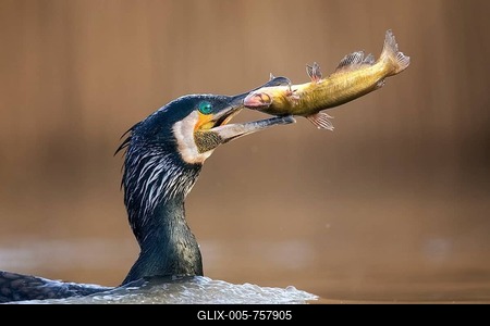 Great cormorant (Phalacrocorax carbo), animal portrait, breeding plumage, with pygmy catfish as prey, fishing, Kiskunsag National Park, Hungary-stock-foto