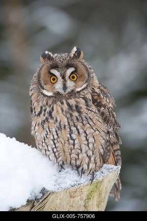 Long-eared Owl (Asio otus)-stock-foto