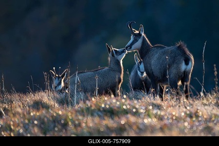 Chamoises (Rupicapra rupicapra), with kitten in backlight, Hohneck, La Bresse, Vosges, France-stock-foto
