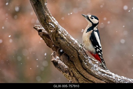 Great Spotted Woodpecker (Dendrocopos major), Middle Elbe Biosphere Reserve, Saxony-Anhalt, Germany-stock-foto