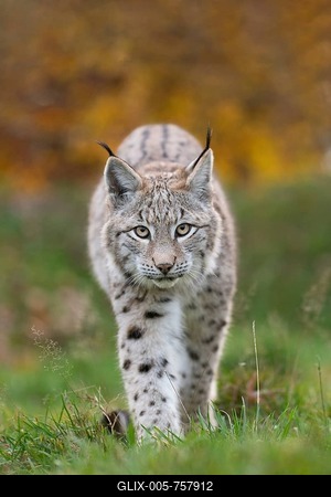 Eurasian lynx or northern lynx (Lynx lynx) in autumn forest, Hellenthal, North Rhine-Westphalia, Germany-stock-foto