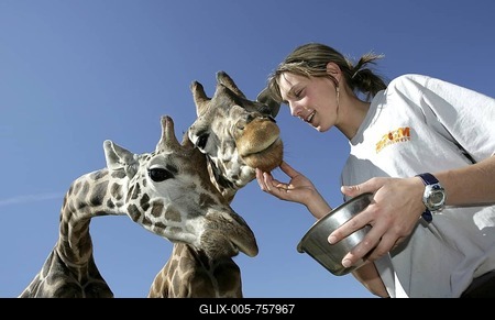 Zookeeper with Giraffes (Giraffa camelopardalis) at ZOOM Erlebniswelt Zoo in Gelsenkirchen, North Rhine-Westphalia, Germany, Europe-stock-foto