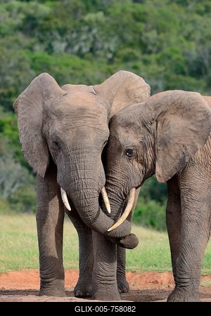 African bush elephants (Loxodonta africana), two bulls twisting their trunks, Addo Elephant National Park, Eastern Cape, South Africa-stock-foto