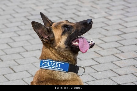 Belgian Shepherd dog, police dog, sniffer police with police collar, Germany-stock-foto