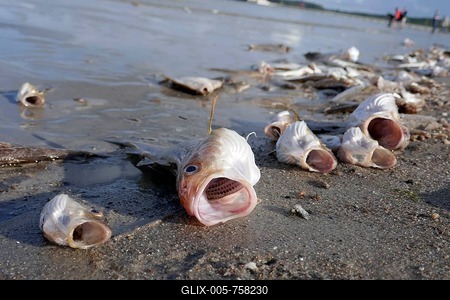 Symbolic picture, fish dying in summer, cods smothered by oxygen depletion in the water on the beach of Eckernförde, Germany-stock-foto