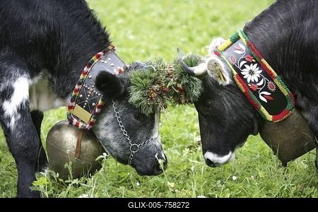 Cattle driving in Autum, cattle is driven from the mountain pasture into the valley, small festival with festively decorated animals, Milders, Stubaital Valley, Tyrol, Austria, Europe-stock-foto
