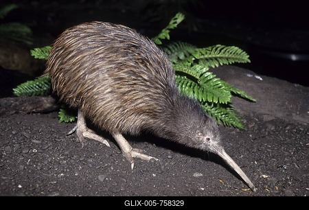 Kiwi, New Zealand's heraldic animal-stock-foto