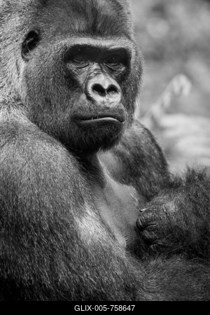 Lowland Gorilla (Gorilla gorilla), captive, Puerto de la Cruz, Tenerife, Canary Islands, Spain-stock-foto
