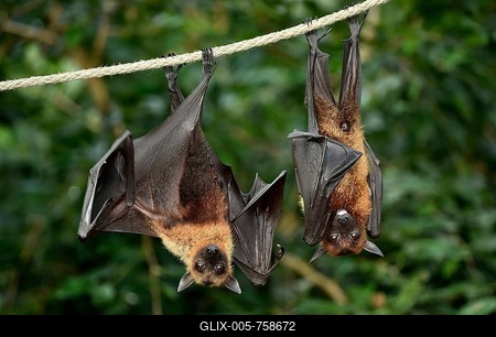Two flying foxes (Pteropus sp.), native to Southeast Asia, captive, Baden-Württemberg, Germany-stock-foto
