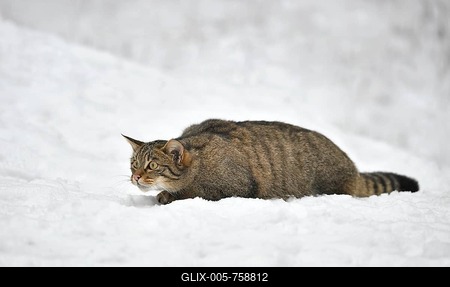 Wildcat (Felis silvestris) stalking in snow, captive-stock-foto