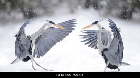 Fighting Grey Herons (Ardea cinerea) in winter-stock-foto