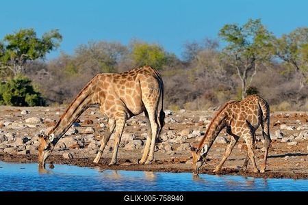 Angolan giraffes (Giraffa camelopardalis), mother with young drinking at waterhole, Etosha National Park, Namibia-stock-foto