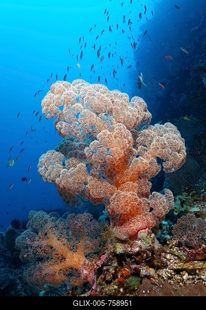 Red Soft Coral (Dendronephtya sp.) on a coral reef, wall with many Anthiadinae fishes (Pseusanthias sp.), Great Barrier Reef, UNESCO World Heritage Site, Queensland, Cairns, Australia, Pacific Ocean-stock-foto