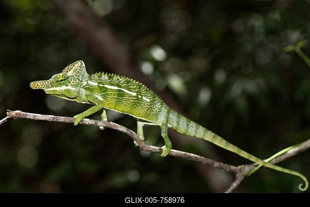 Labord's chameleon (Furcifer labordi), male, Kirindy National Park, Madagascar-stock-foto