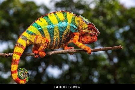 Panther chameleon (Furcifer pardalis), male on branch, Ambilobe, Diana region, Madagascar-stock-foto
