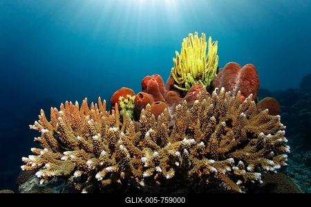 Yellow Feather Star (Centrometra bella) sitting on sponge and Agropora Coral, (Agropora sp.), with sun beams, Great Barrier Reef, UNESCO World Heritage Site, Queensland, Cairns, Australia, Pacific Ocean-stock-foto