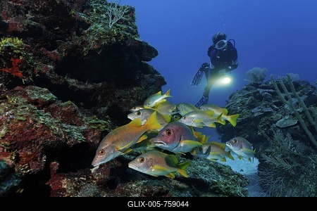 Scuber Diver with a torch observing a school of Dogtooth Snapper or Schoolmaster or Schoolmaster Snapper fish (Lutjanus apodus) in a coral reef, barrier reef, San Pedro, Ambergris Cay Island, Belize, Central America, Caribbean-stock-foto