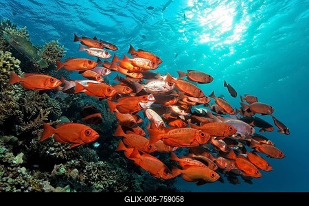 School of fish, Lunar-tailed bigeye, Goggle eye, oder Moontail bullseye (Priacanthus hamrur), Great Barrier Reef, UNESCO World Heritage Site, Queensland, Cairns, Australia, Pacific Ocean-stock-foto