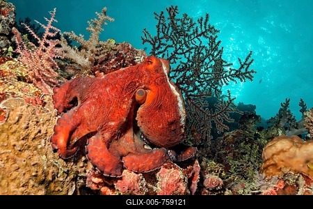 Octopus (Octopus vulgaris), red, sitting on coral reef, Great Barrier Reef, UNESCO World Heritage Site, Cairns, Queensland, Australia, Pacific-stock-foto