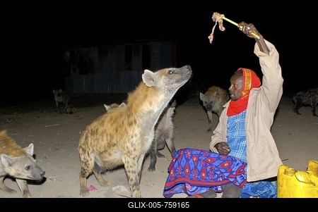 Man feeding a hyena, Harar, Ethiopia, Africa-stock-foto