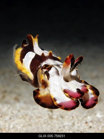 Colorful Pfeffer's Flamboyant Cuttlefish (Metasepia pfefferi) swimming above sand bottom, Gangga Island, Bangka Islands, North Sulawesi, Indonesia, Molucca Sea, Pacific Ocean, Asia-stock-foto