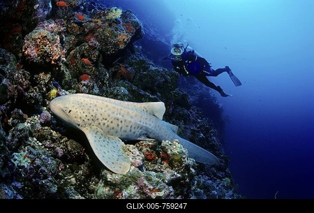 Scuba diver observing a Zebra Shark (Stegostoma fasciatum) in a coral reef, Lhaviyani Atoll, Maldives, Indian Ocean, Asia-stock-foto