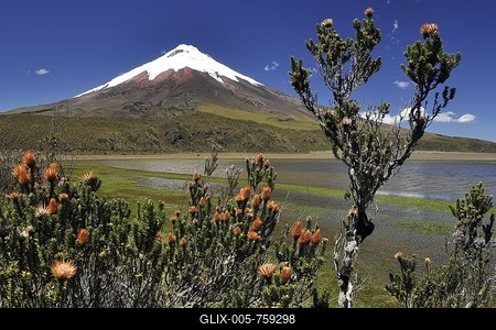 Chuquiragua plant (Chuquiragua jussieui), with Mt Cotopaxi volcano at back, near Quito, Cotopaxi, Ecuador, South America-stock-foto