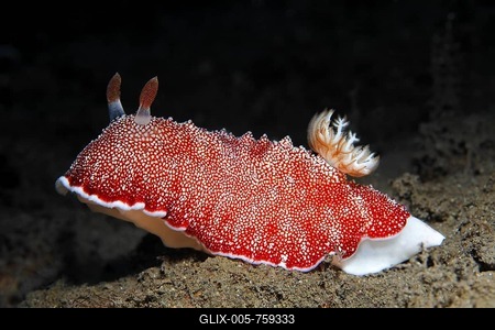 Red-White Chromodoris sea slug (Chromodoris reticulata) on sandy ground, nudibranch, red, Bali, island, Lesser Sunda Islands, Bali Sea, Indonesia, Indian Ocean, Asia-stock-foto