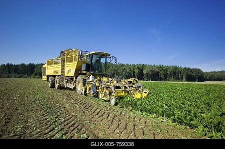 Sugar beet harvest, Germany, Europe-stock-foto