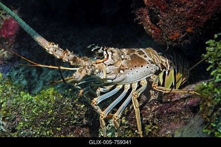 Caribbean Spiny Lobster (Panulirus argus) in a crevice, Barrier Reef, San Pedro, Ambergris Cay Island, Belize, Central America, Caribbean-stock-foto