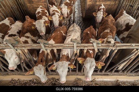 Young cattle at a feed fence in a playpen, from above, Bavaria, Germany-stock-foto
