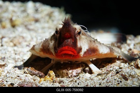 Red-Lipped Batfish (Ogcocephalus darwini) portrait, frontal, head-on, Cousin Rock, UNESCO World Heritage Site, Galapagos archipelago, Ecuador, Pacific Ocean-stock-foto