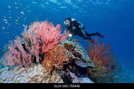 Scuba diver observing various Sea Fans (Melithaea sp.), stone corals and sponges, Great Barrier Reef, UNESCO World Heritage Site, Queensland, Cairns, Australia, Pacific Ocean-stock-foto