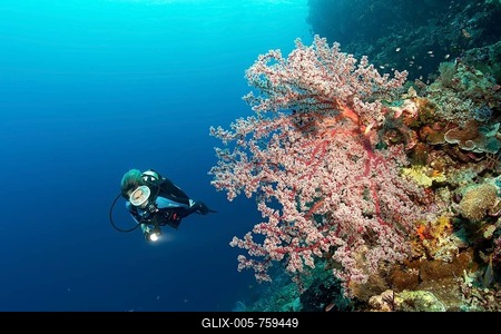 Divers on coral reef cliff looking at Cherry Blossom Coral (Siphonogorgia godeffroyi), Great Barrier Reef, Pacific, Australia-stock-foto