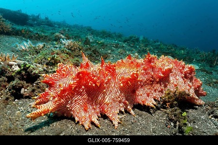 Red-lined sea cucumber (Thelenota rubrolineata), crawling on the sandy seafloor, Great Barrier Reef, a UNESCO World Heritage Site, Queensland, Cairns, Australia, Pacific Ocean-stock-foto