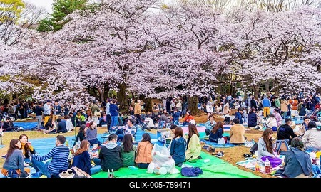 Japanese picnic under cherry blossoms in Yoyogi Park at Hanami Fest, Shibuya District, Shibuya District, Tokyo, Japan-stock-foto